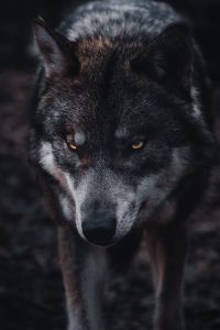 Wolf