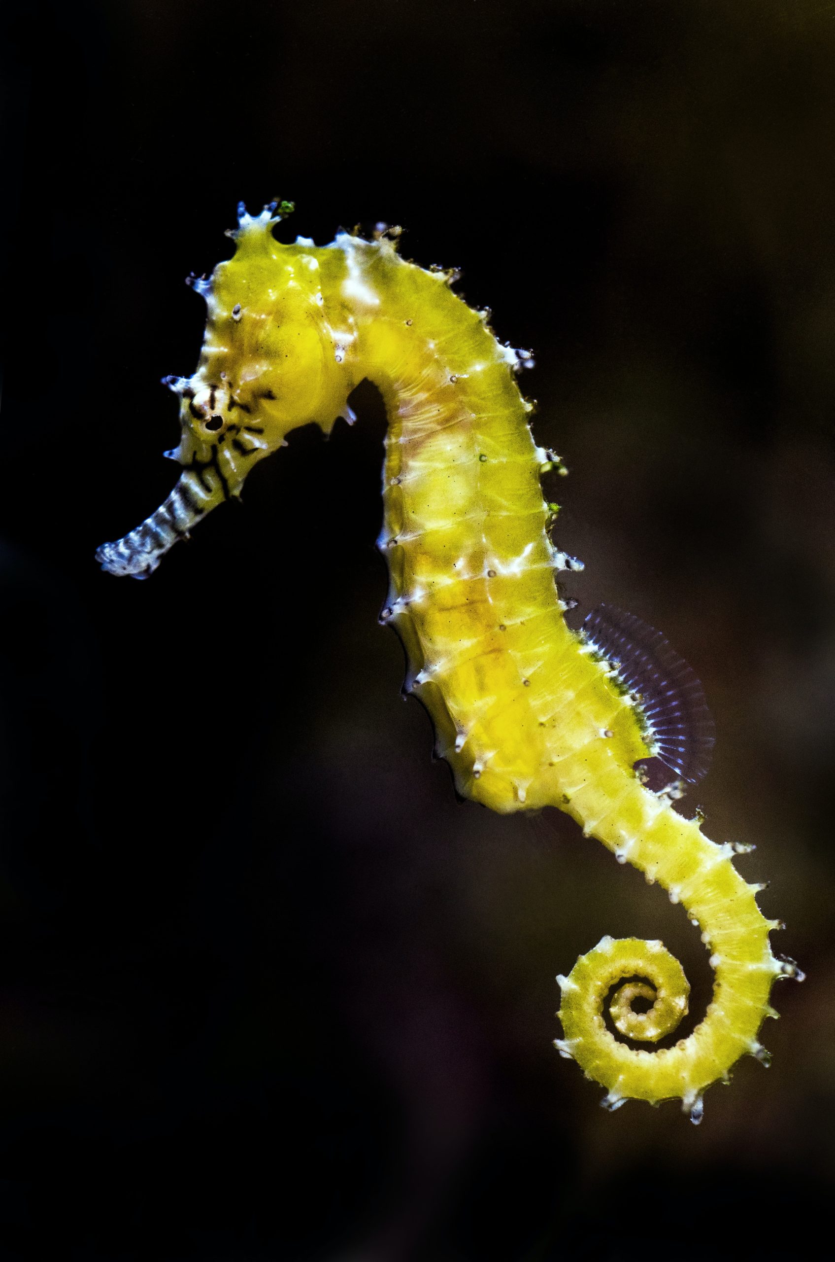 Seahorse