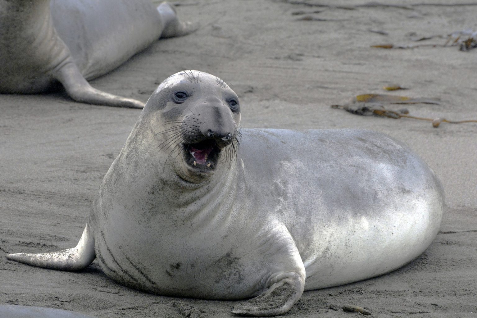 How Elephant Seals Can Hold Their Breath for Over Two Hours Life