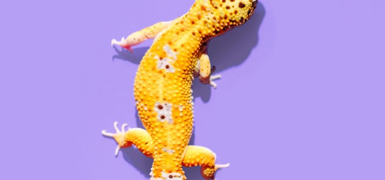 Fascinating Facts About Lizards - Life Conceptual