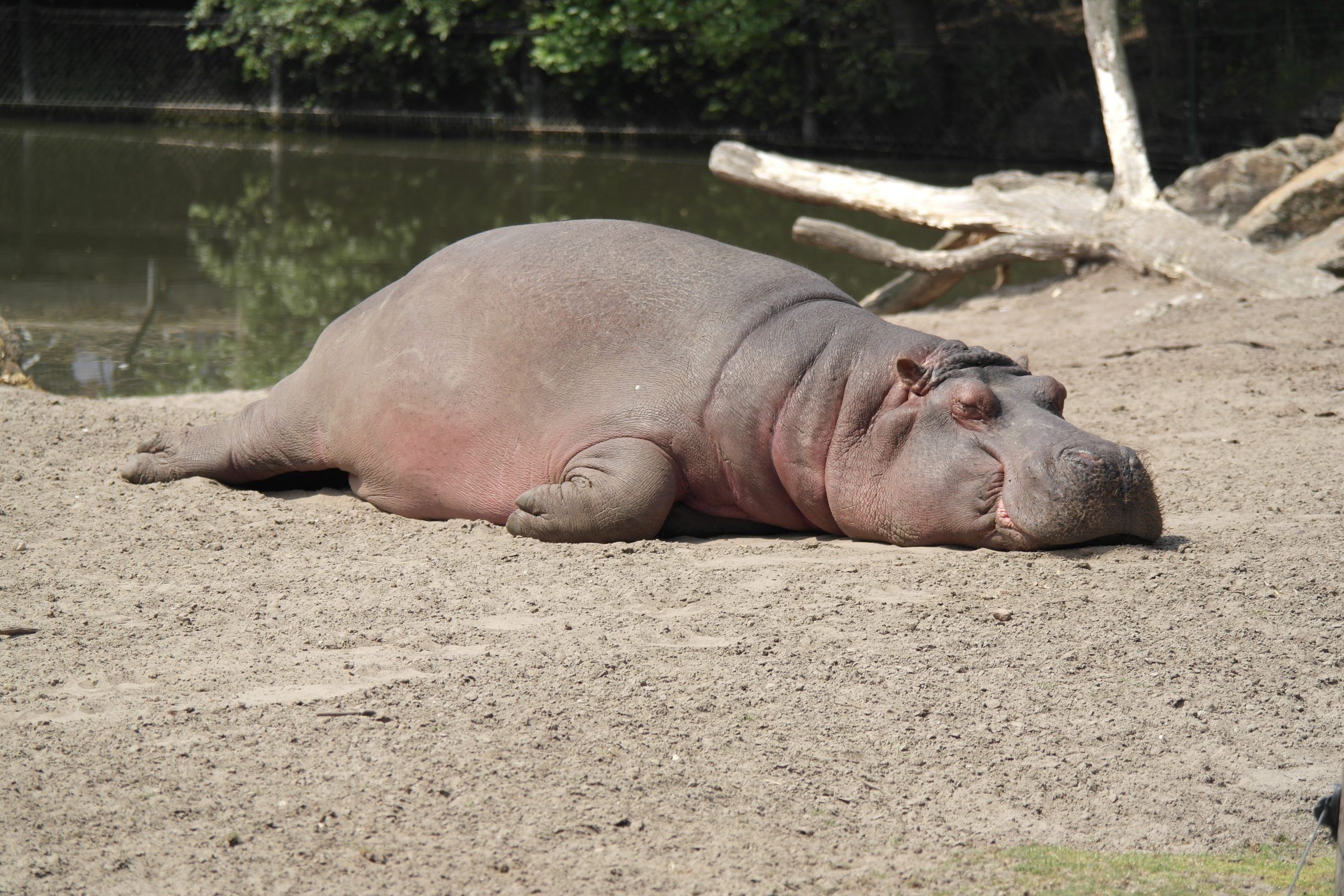 Hippo