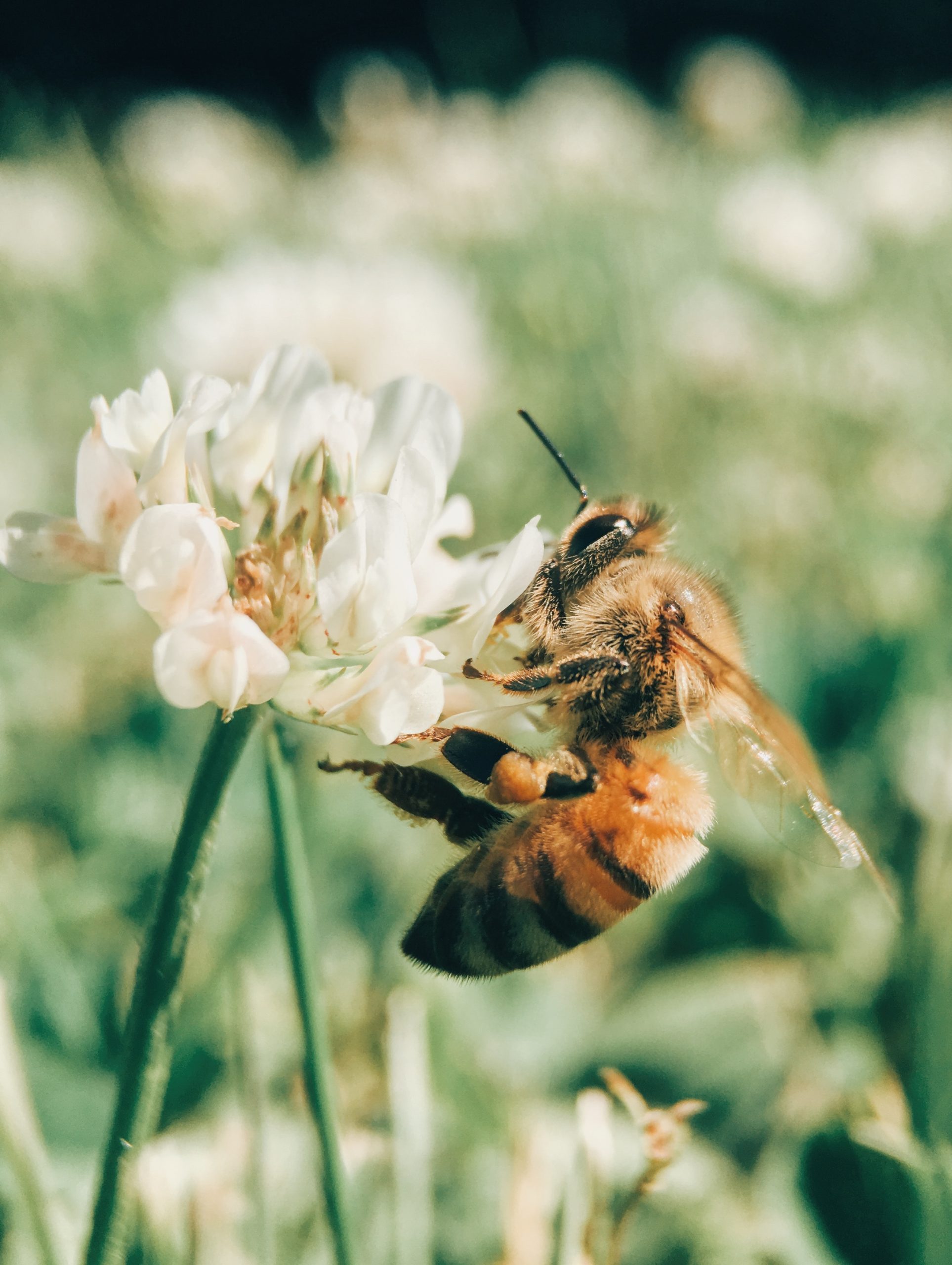 Bee Fly