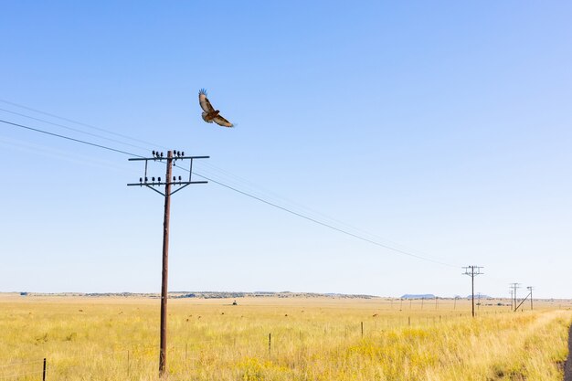 birds death