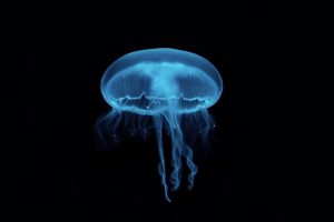 jellyfish