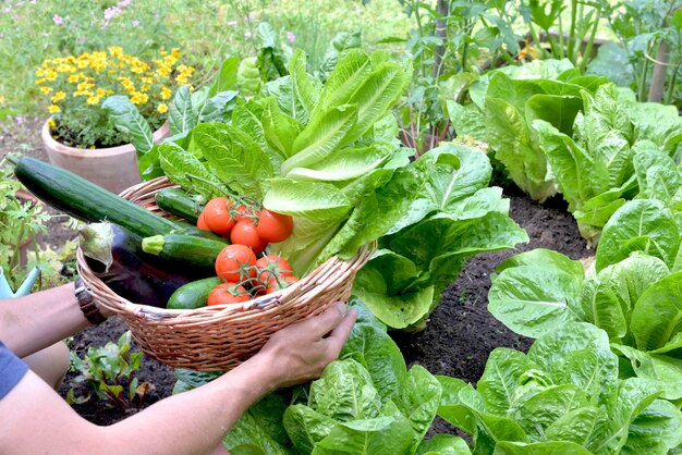 gardening for beginners