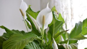 Nurturing Peace Lily Plants