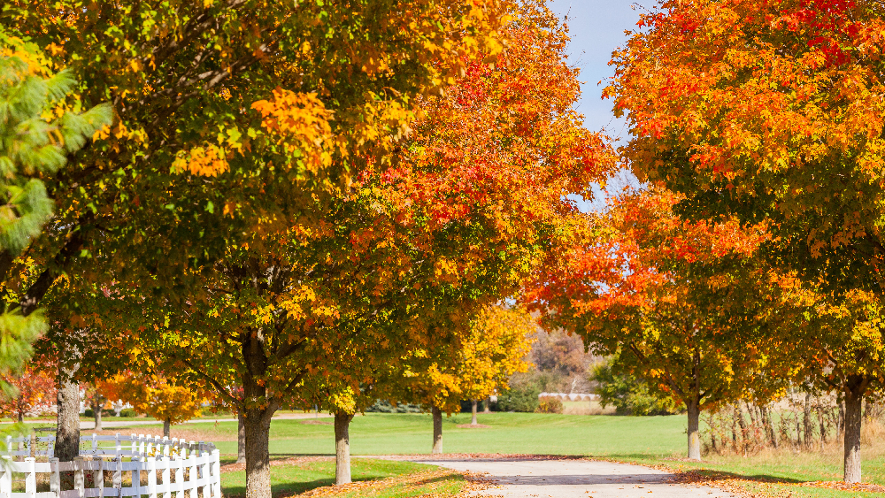 Leaf Color Change