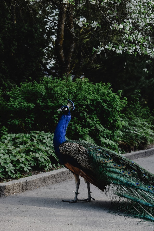 Peacock