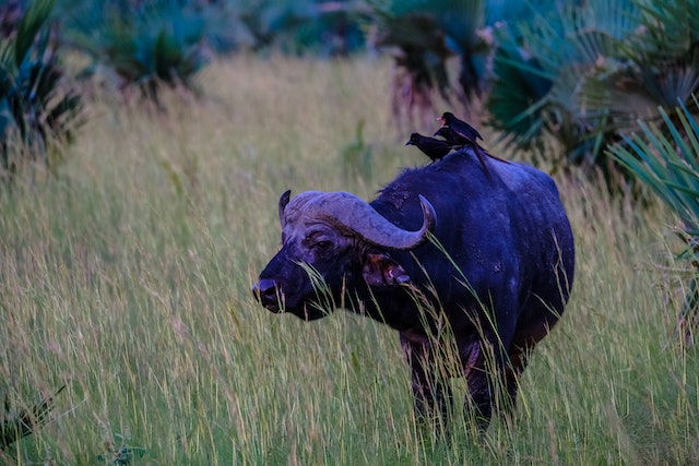 Black Wild Bull