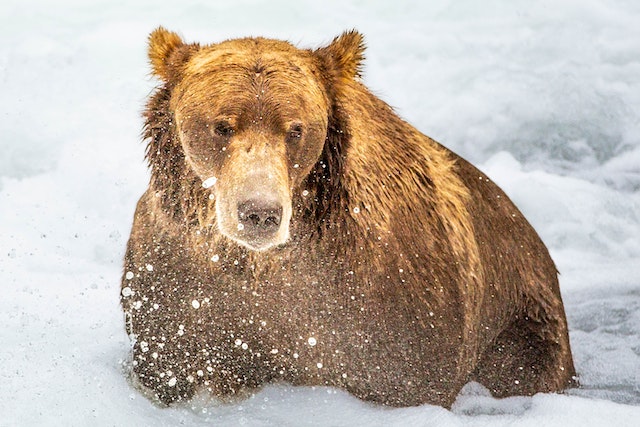 Snowbear