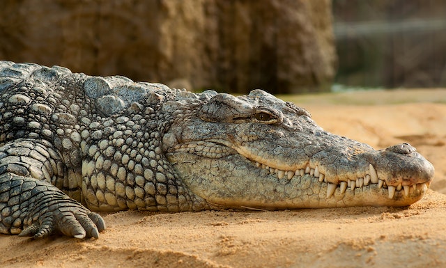 Crocodile