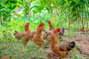 Poultry Farm