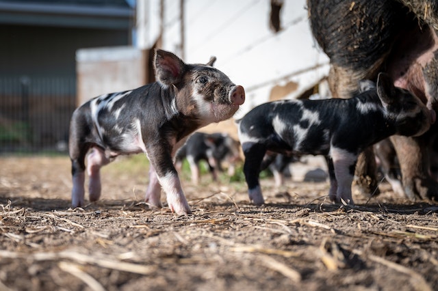 Ear Infection in Pigs