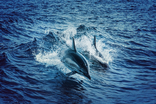 Dolphins