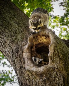 Raccoons