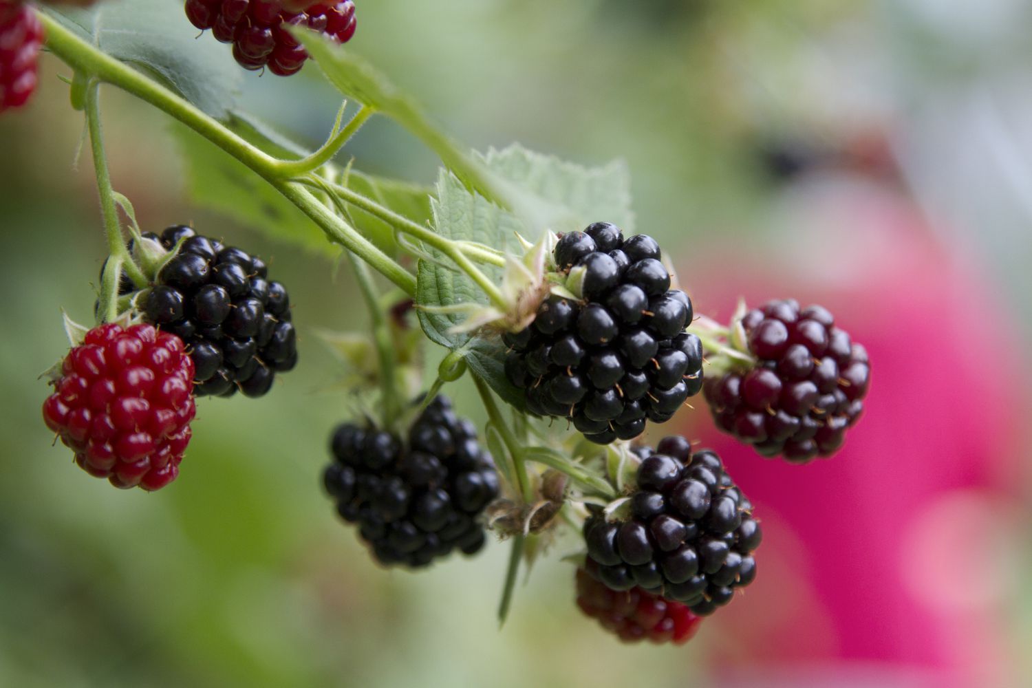 Blackberry and Yogurt Magic