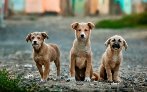  Dog Enthusiasts