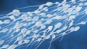 How it Disables Sperm