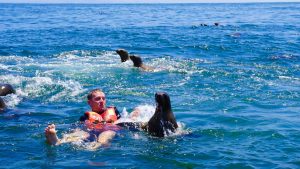  Snorkeling with Sea Lions: Playful Encounters