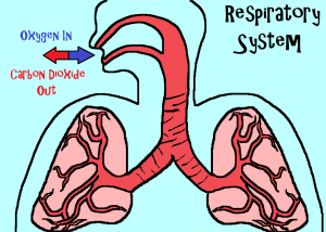  Lung Diseases