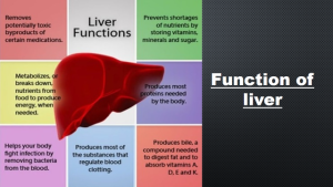 Liver