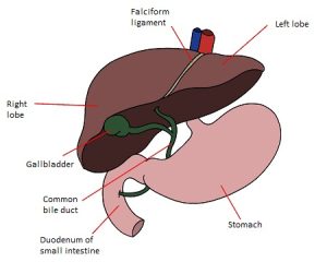 Liver