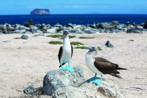 Galapagos Unveiling the Irresistible Allure of This Unique Haven