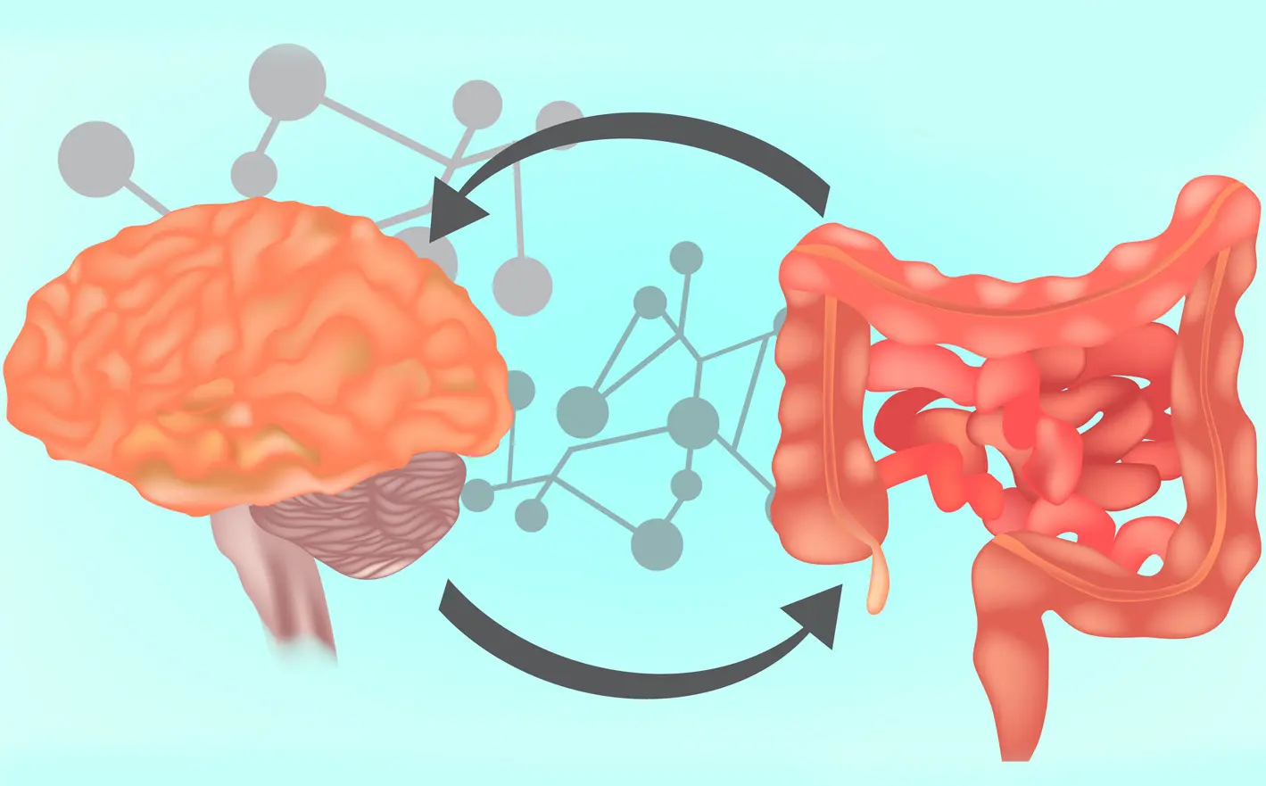 Probiotics and Gut-Brain Health: Exploring Connections