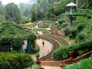 Kirstenbosch-Botanical-Oasis-Secrets-of-Nature_s-Splendor