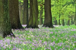 Nature's Secrets North Hagley's Enchanting Guided Tours