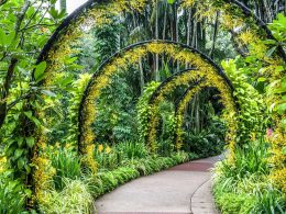 Nature's Symphony Dive into the Magic of Kirstenbosch Gardens