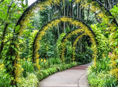 Nature's Symphony Dive into the Magic of Kirstenbosch Gardens