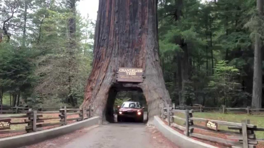 Redwood Forest Ritual Secrets of Redwood Forests for Your Perfect Family Retreat