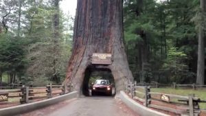 Secrets of Redwood Forests for Your Perfect Family Retreat