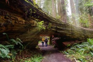 Unlocking the Redwood Forest's Hidden Secrets for Lifestyle