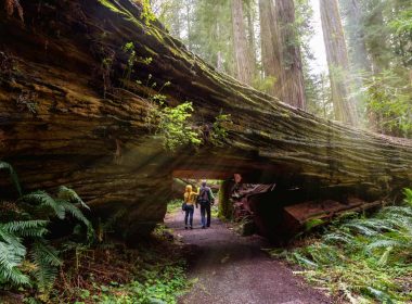 Unlocking the Redwood Forest's Hidden Secrets for Lifestyle