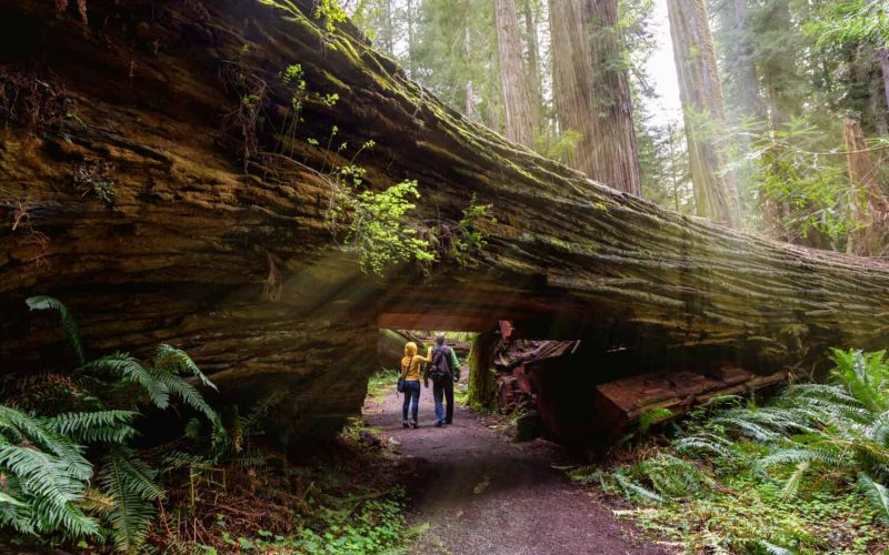 Unlocking the Redwood Forest's Hidden Secrets for Lifestyle