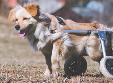 Beyond Disabled Animals : A Vision for Enhancing Animal Wellness