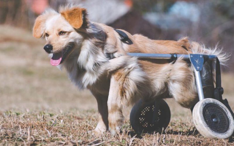 Beyond Disabled Animals : A Vision for Enhancing Animal Wellness