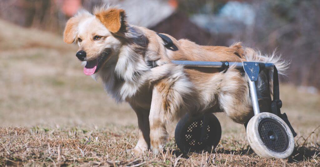 Beyond Disabled Animals : A Vision for Enhancing Animal Wellness