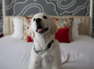 Pet-Friendly-Hotels-in-New-England