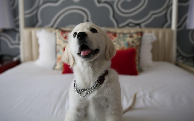 Pet-Friendly-Hotels-in-New-England