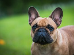 Insurance for Bulldog Breeds