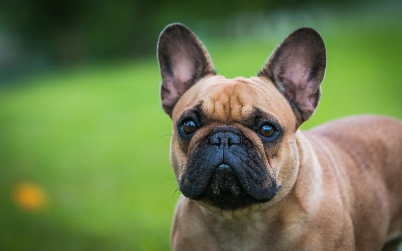 Insurance for Bulldog Breeds