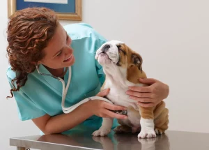 Insurance for Bulldog Breeds