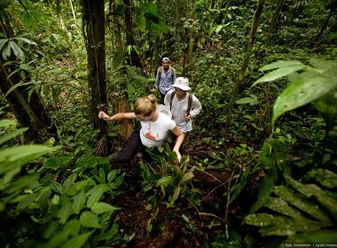 Unexplored Jungles in the World Nature's Hidden Treasures