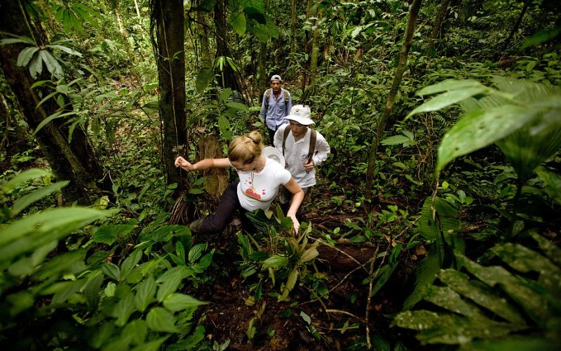 Unexplored Jungles in the World Nature's Hidden Treasures