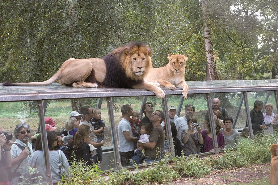 Brazil's Zoo Safar