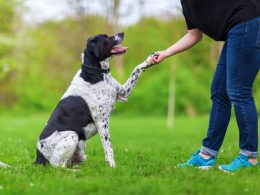 From Pup to Pro: Essential Dogs Training Principles