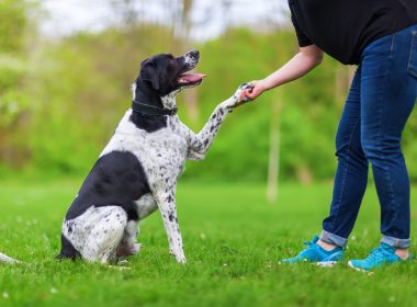 From Pup to Pro: Essential Dogs Training Principles